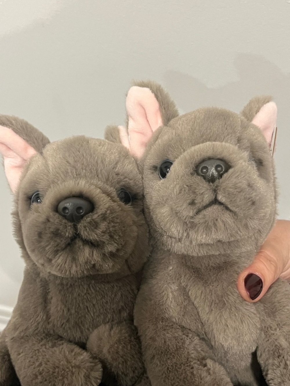 Anna Club Plush Toy Pet Collection! 
French Bulldog Cut dog Puppy New w tag!